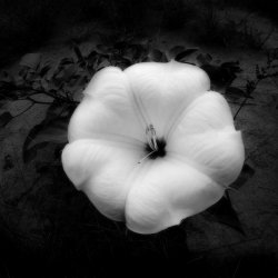 ASPEN CHAPEL - DATURA.jpg