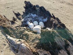 20200329_181252.jpg 20200329_181252.jpg