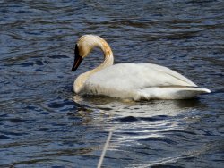 9B4376B6-42F5-44B1-90C5-DC2BDBC5389A_1_201_a.jpeg 9B4376B6-42F5-44B1-90C5-DC2BDBC5389A_1_201_a.jpeg