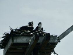 B2878E1A-92A7-4975-9C4C-905B77067CF5_1_201_a.jpeg B2878E1A-92A7-4975-9C4C-905B77067CF5_1_201_a.jpeg