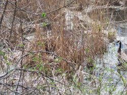 1586980179676.png 1586980179676.png