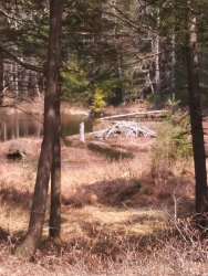 1587419260707.png 1587419260707.png