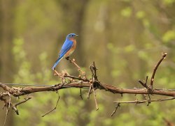 5J5A3773.JPG 5J5A3773.JPG