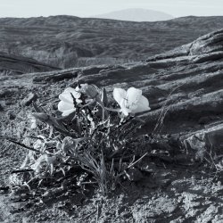 That Famous Gulch 5-20200329-bw-cr.jpg