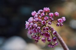 Plumas 04.20_7_resize_56.jpg