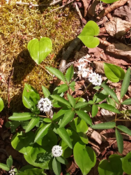 1590412697301.png 1590412697301.png