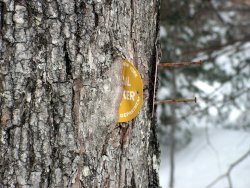 EDB2F820-F555-4C68-B2D2-6DABA084286C.jpeg EDB2F820-F555-4C68-B2D2-6DABA084286C.jpeg