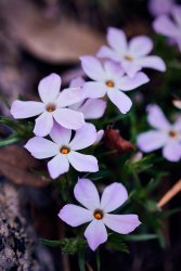 Desolation 05.20_10.jpg