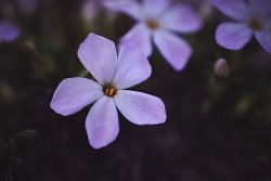 Desolation 05.20_11.jpg