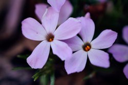 Desolation 05.20_9.jpg