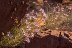 Choprock Escalante 5-20200207.jpg