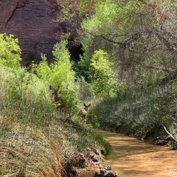 IMG_3475 Copy.jpg IMG_3475 Copy.jpg