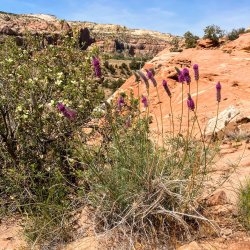 IMG_3666 Copy.jpg IMG_3666 Copy.jpg