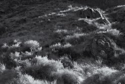 That Famous Gulch 5-20200209-bw.jpg That Famous Gulch 5-20200209-bw.jpg