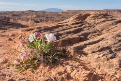 That Famous Gulch 5-20200328.jpg That Famous Gulch 5-20200328.jpg