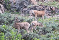 deer.and.babies.jpg