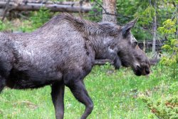 moose.closeup.jpg