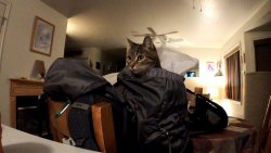 I Wants to Go Backpacking_1.1.1.jpg