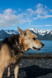 Seward_trip_Alice-beach&mountains4.jpg Seward_trip_Alice-beach&mountains4.jpg