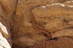 DSC02101 (Copy).jpg DSC02101 (Copy).jpg