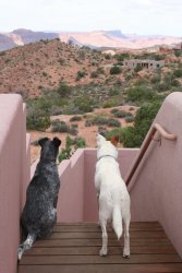 So many lizards, so little time....jpg So many lizards, so little time....jpg