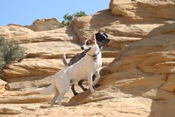 Which way did those dang lizards go?.JPG Which way did those dang lizards go?.JPG