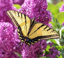 swallowtail.jpg
