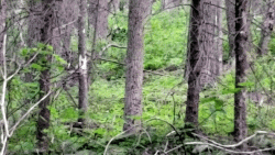 20200616_203417_1.gif