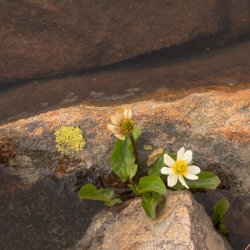 Amethyst Mosquitofest 6-20200197_1.jpg