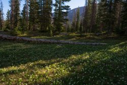 Amethyst Mosquitofest 6-20200437.jpg