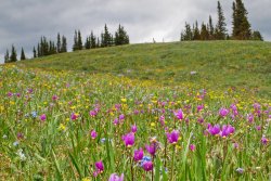 _1190373 copy-2.jpg _1190373 copy-2.jpg