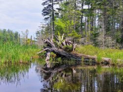 7A1F6669-885B-4FA9-B693-C1D7EC0AD339.jpeg 7A1F6669-885B-4FA9-B693-C1D7EC0AD339.jpeg