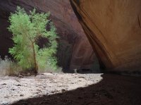 Coyote Gulch April 4-7-2013 063.JPG