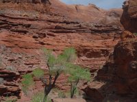 Coyote Gulch April 4-7-2013 209.JPG