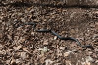 DSC00516.jpg DSC00516.jpg