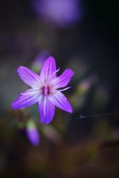 DSC04947.jpg DSC04947.jpg