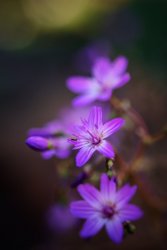 DSC04979.jpg DSC04979.jpg