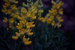 DSC05646.jpg DSC05646.jpg