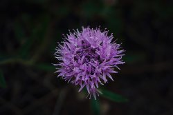 DSC05753.jpg DSC05753.jpg