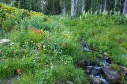 White Pine Saturday 8-20200014.jpg