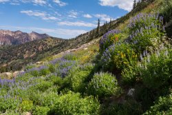 White Pine Saturday 8-20200165.jpg