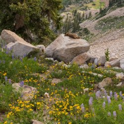 White Pine Saturday 8-20200089.jpg