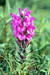 19 Wooly Lousewort.JPG
