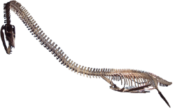 1128px-Elasomosaurus.png