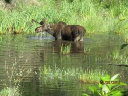 11811421_10207532052529077_6050401493685903093_n (1).jpg 11811421_10207532052529077_6050401493685903093_n (1).jpg