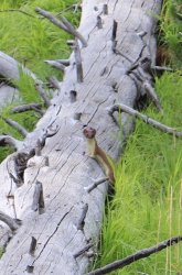 Adjustments Copy.jpg