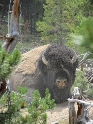 Bison_1.jpg