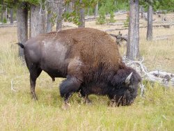 Bison_4.jpg