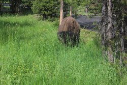 Bison_8.jpg