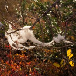 Windy McPheters 9-20200454-sh-sq.jpg